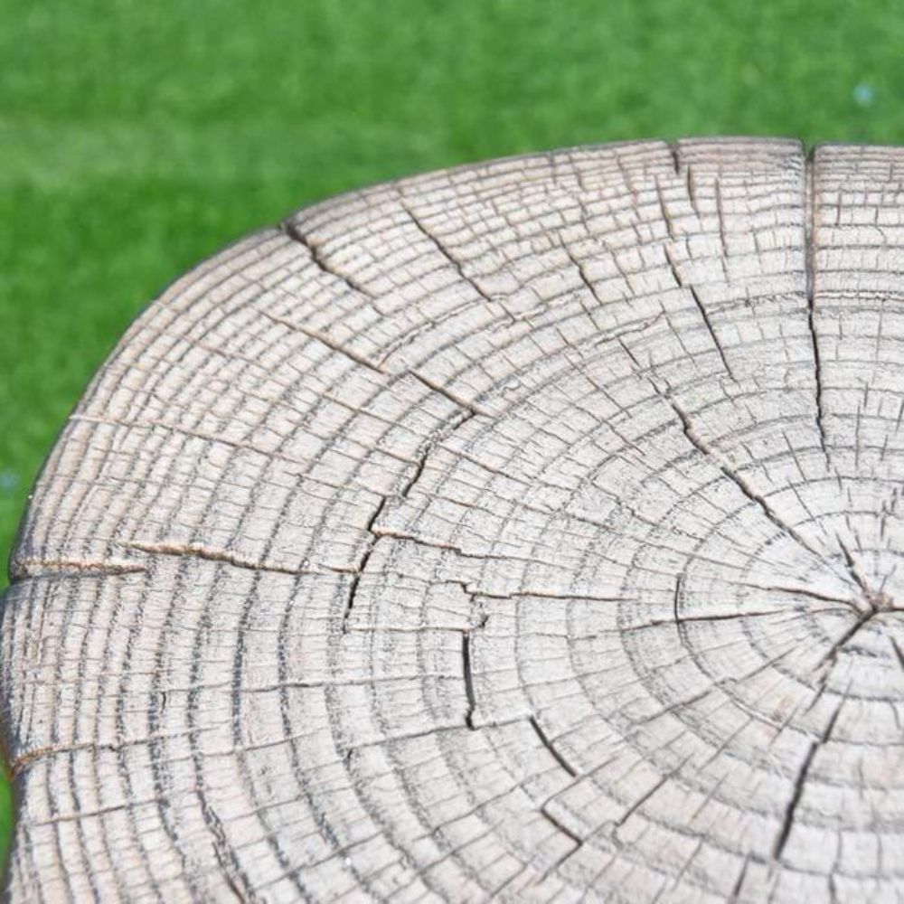 Close-up of a tree stump with visible annual rings against a green grass background